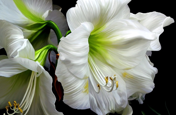 Casablanca Oriental Lily